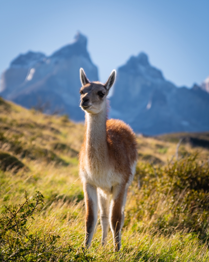 Guanaco Patagonia Photo - Just Keating Photography