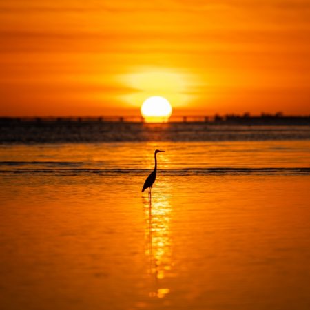 A Bird With Florida Sunset Photo